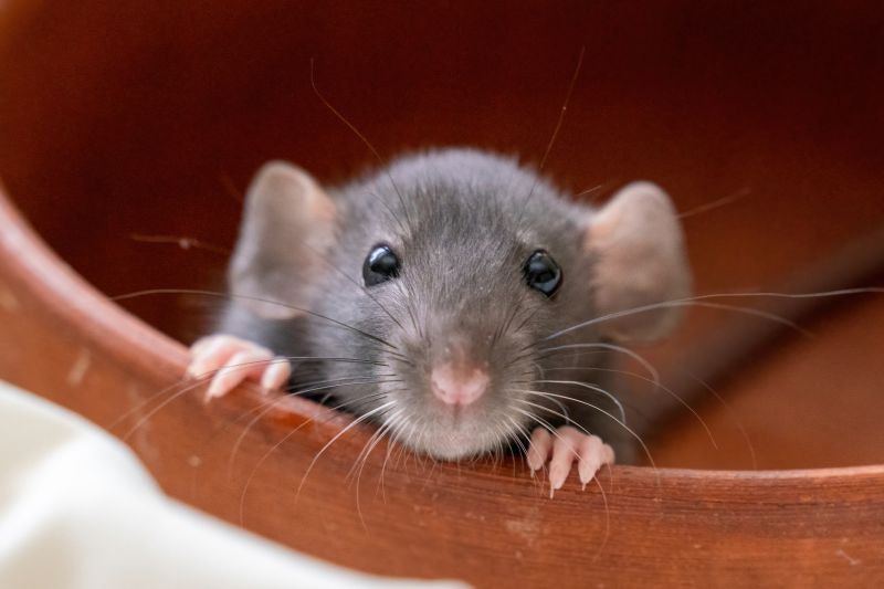 Early Warning Signs Of A Mouse Infestation Inside Your Home