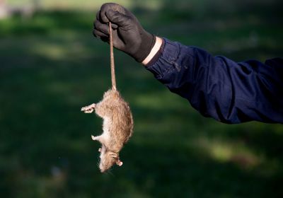 How Mice And Rodents Impact Commercial Buildings And Operations