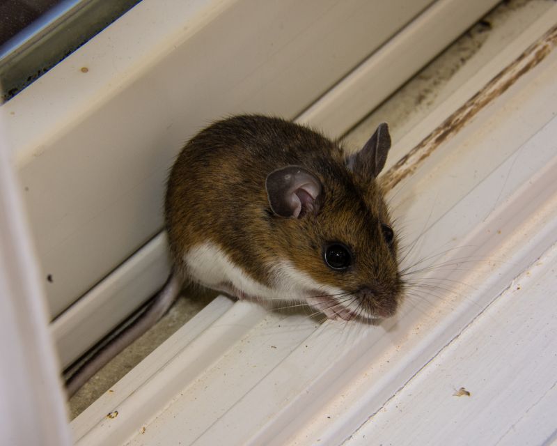 Mouse Inspection And Extermination