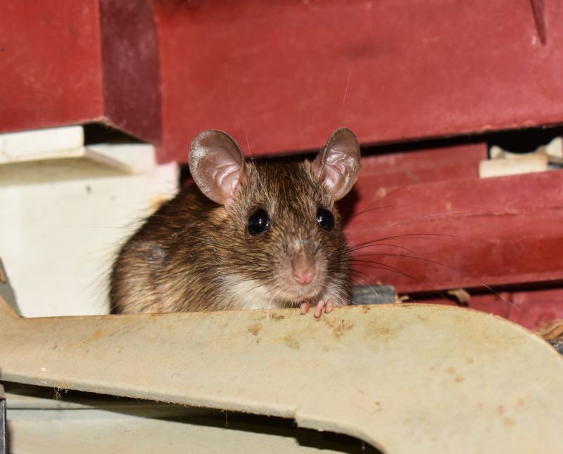 Mouse Inspection And Extermination