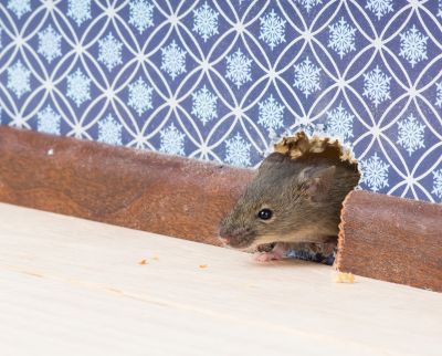 Mouse Vs. Rat Infestations: How To Identify The Problem And Stop The Damage