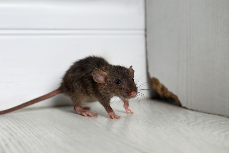 Signs You Have A Mouse, Rat, Or Rodent Infestation