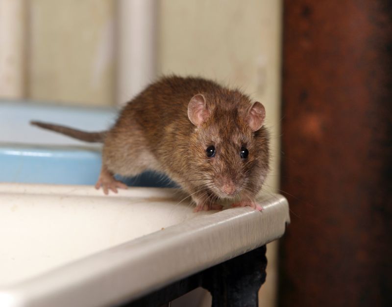mouse inspection and extermination