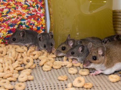 Mice Infestation Control - Mouse Inspection And Extermination Van Zandt County, Texas