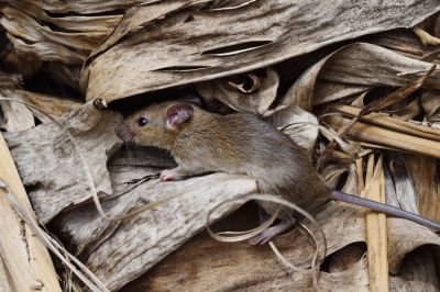 Mice Removal - Mouse Inspection And Extermination Van Zandt County, Texas