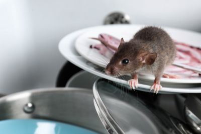 Mouse Inspection - Mouse Inspection And Extermination Van Zandt County, Texas